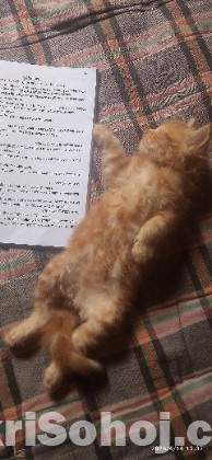 Traditional Persian cat